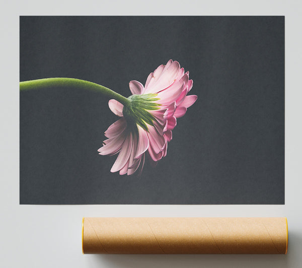 Pink Flower Reverie Poster