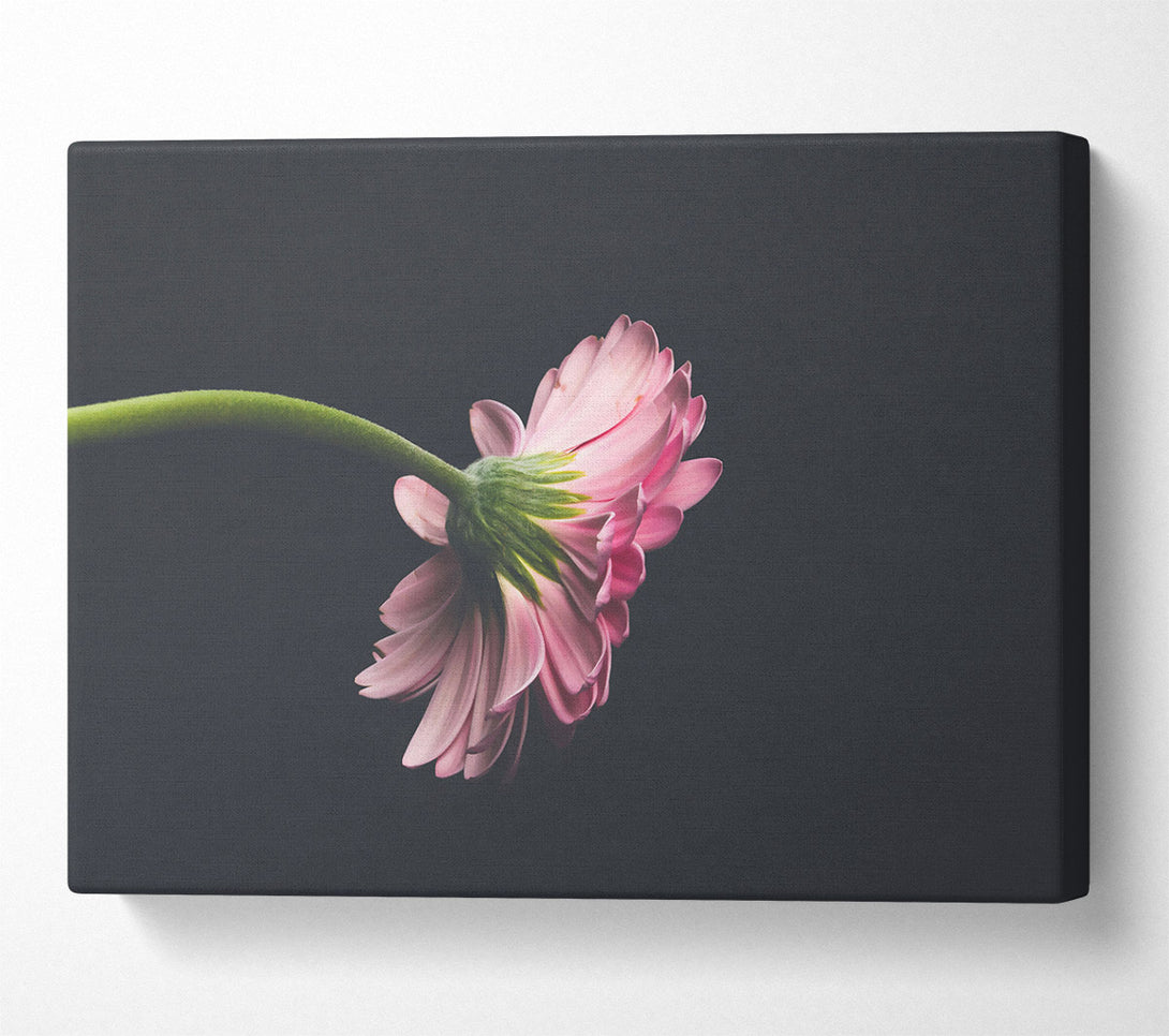  A Canvas Print of Pink Flower Reverie Canvas Print