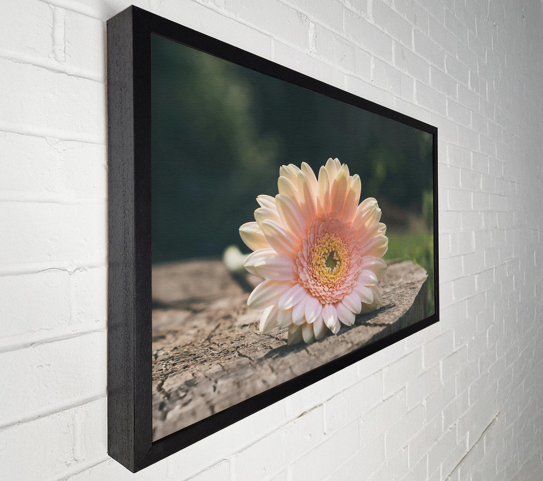  A Canvas Print of Pale Pink Blossom Canvas Print