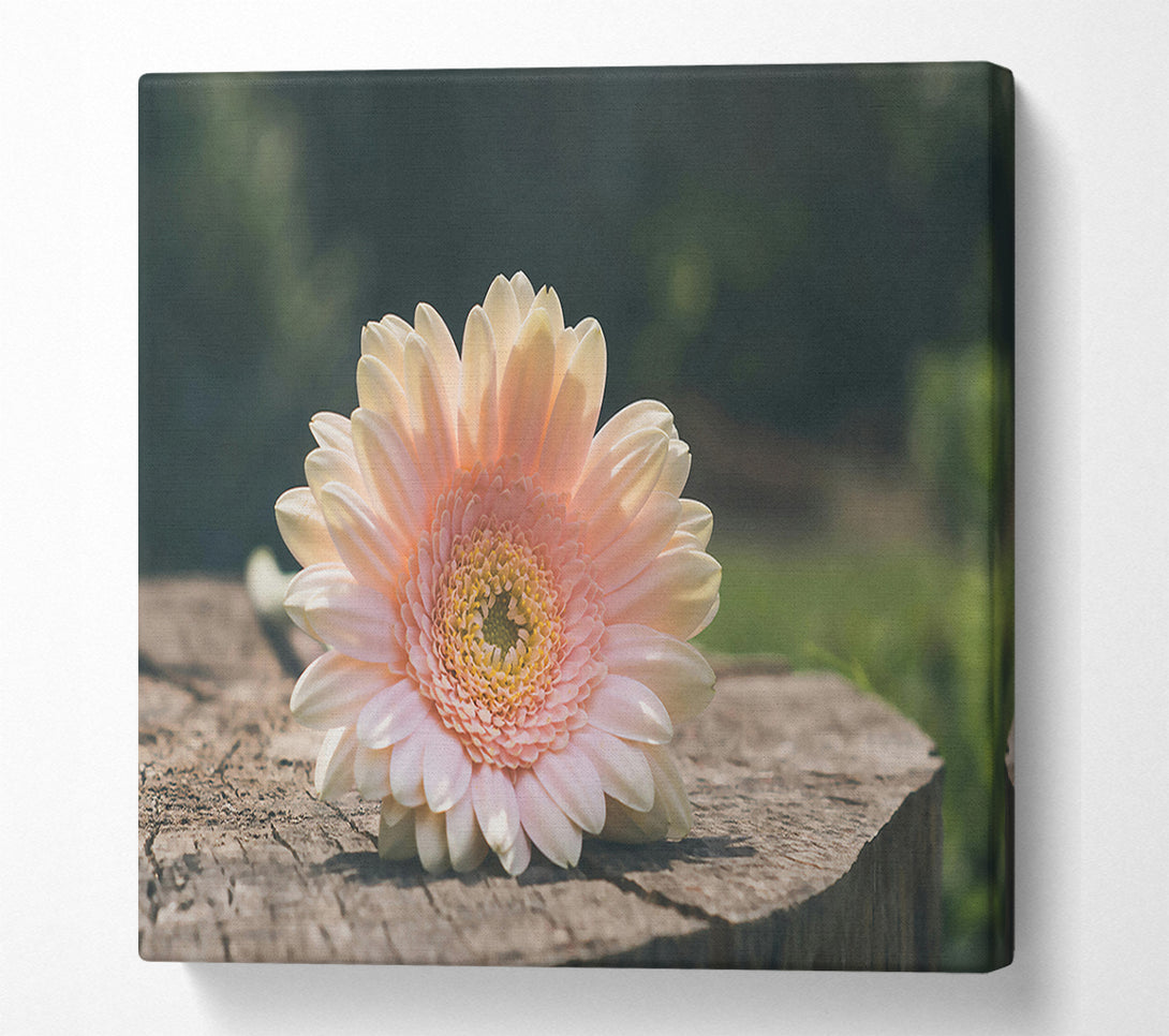  A Canvas Print of Pale Pink Blossom Canvas Print