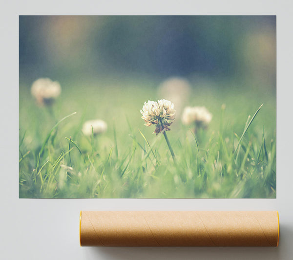 Green Clover Bloom Print
