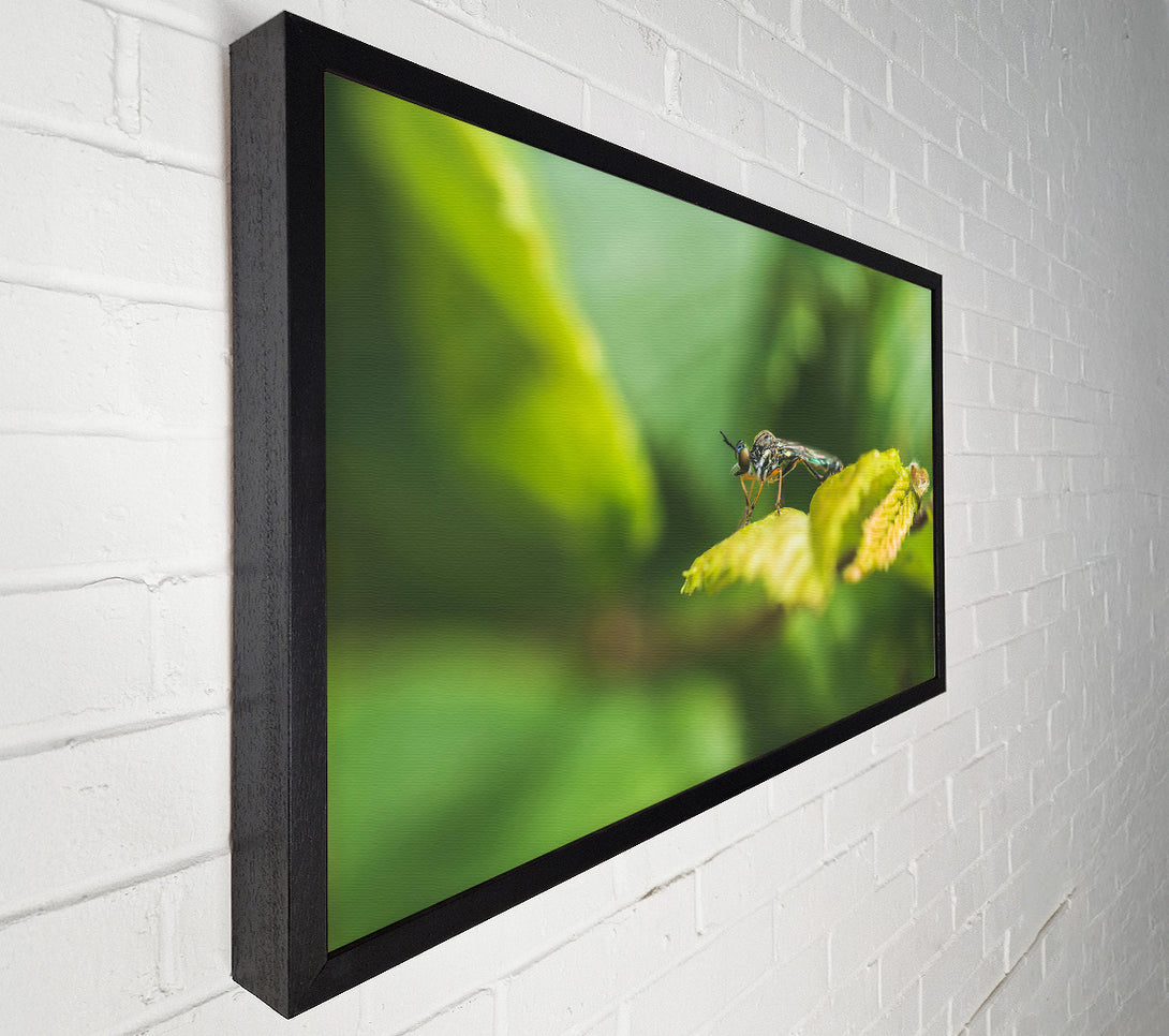  A Canvas Print of Green Leaf Stalker Canvas Print