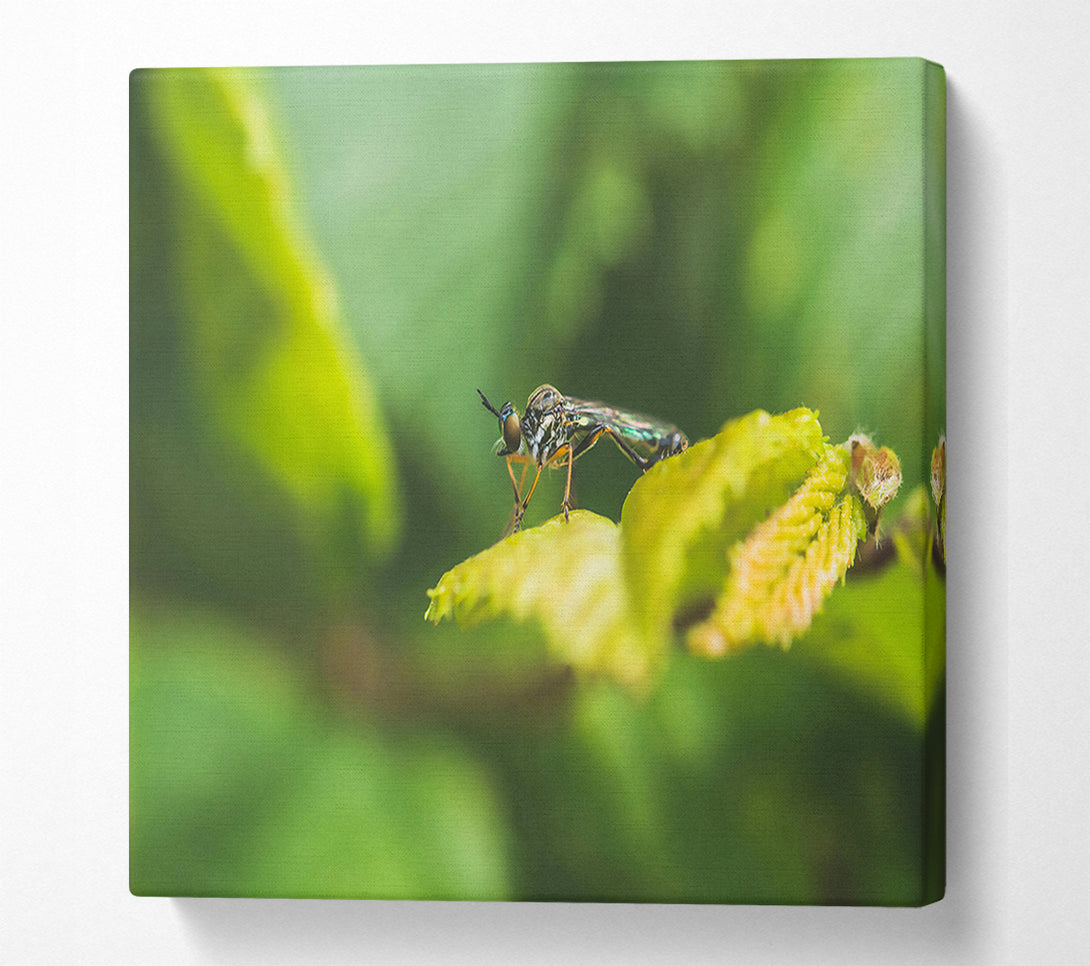  A Canvas Print of Green Leaf Stalker Canvas Print