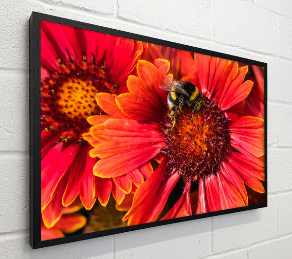 Crimson Pollen Dance