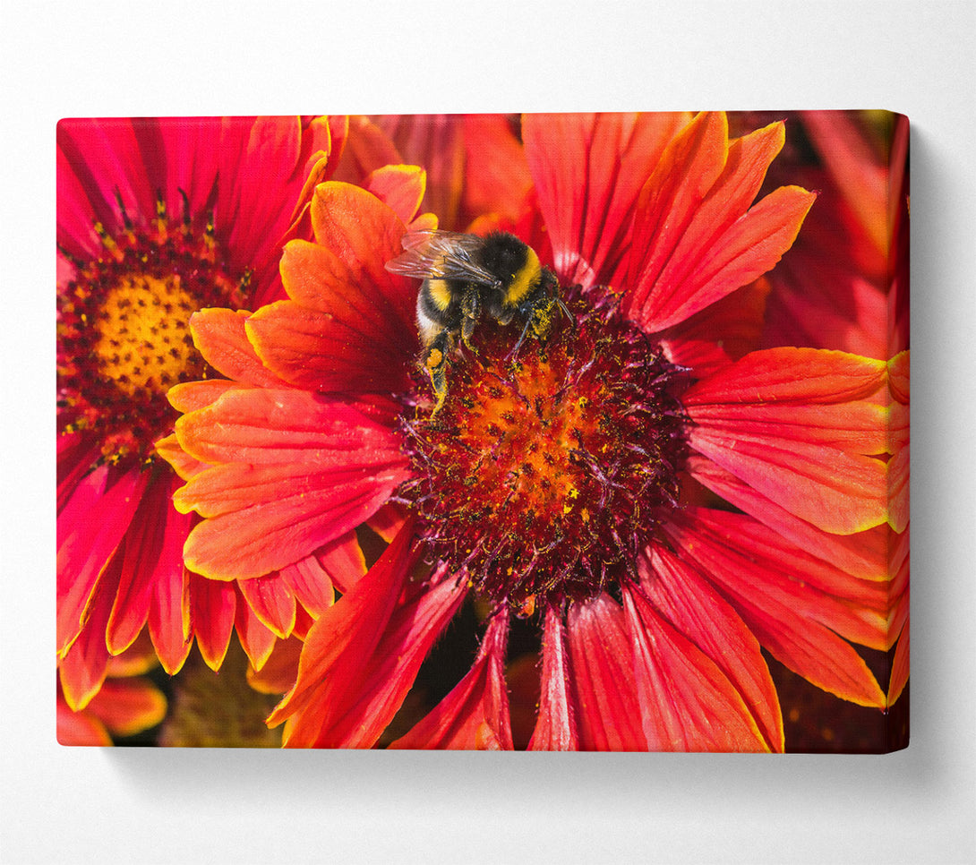  A Canvas Print of Crimson Pollen Dance Canvas Wall Art