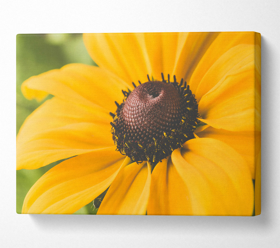 A Canvas Print of Golden Petal Embrace Canvas Print