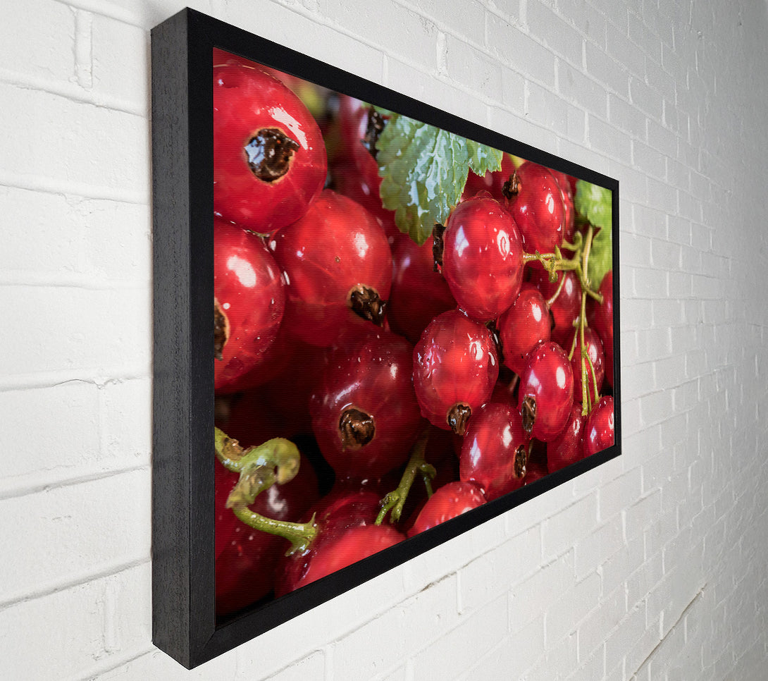  A Canvas Print of Crimson Currant Cluster Canvas Wall Art