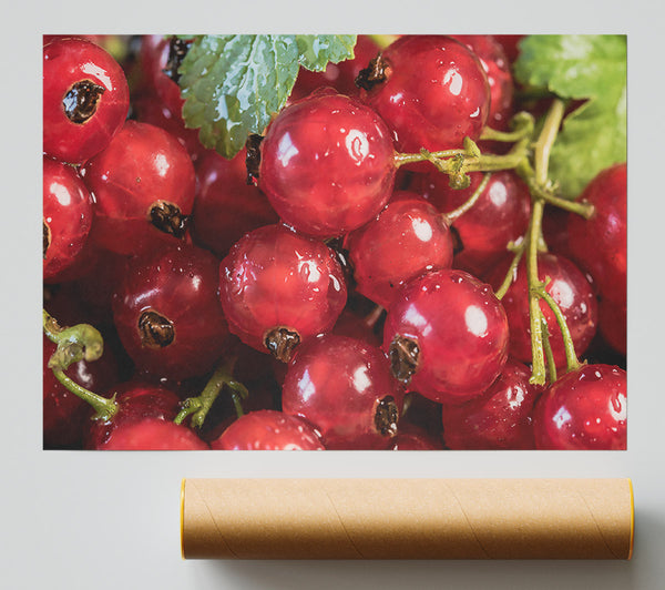 Crimson Currant Cluster Print