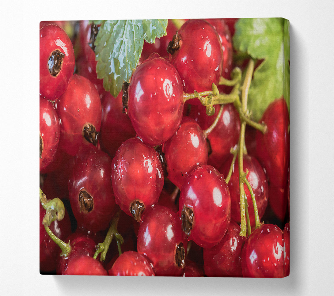  A Canvas Print of Crimson Currant Cluster Canvas Wall Art