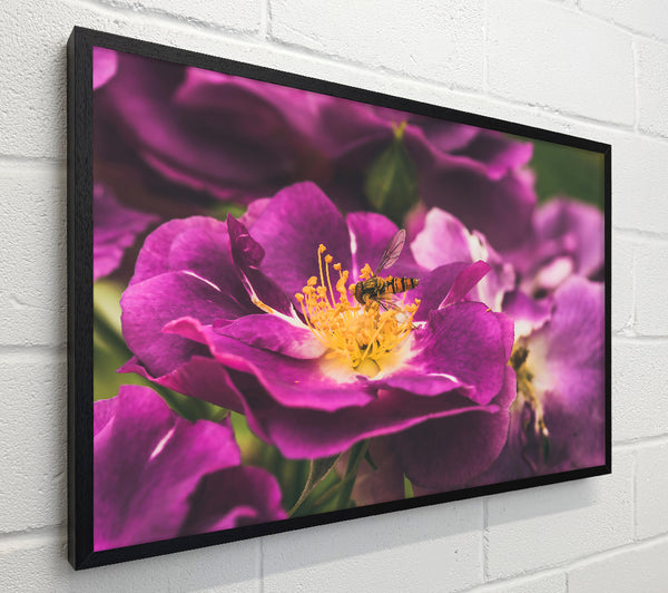 Purple Bloom And Bee