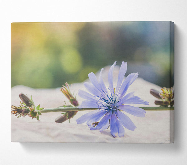  A Canvas Print of Pale Blue Bloom Canvas Print
