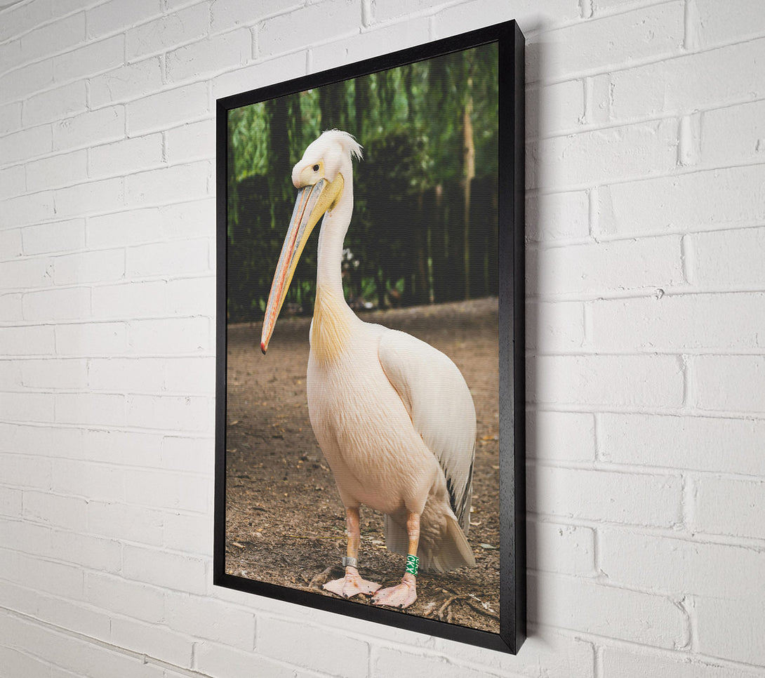  A Canvas Print of White Pelican On Brown Earth Canvas Print