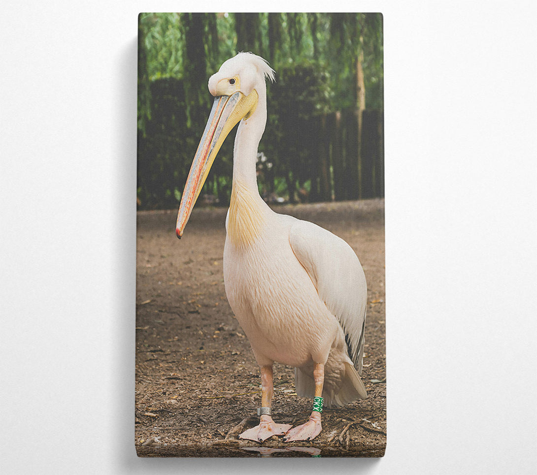  A Canvas Print of White Pelican On Brown Earth Canvas Print
