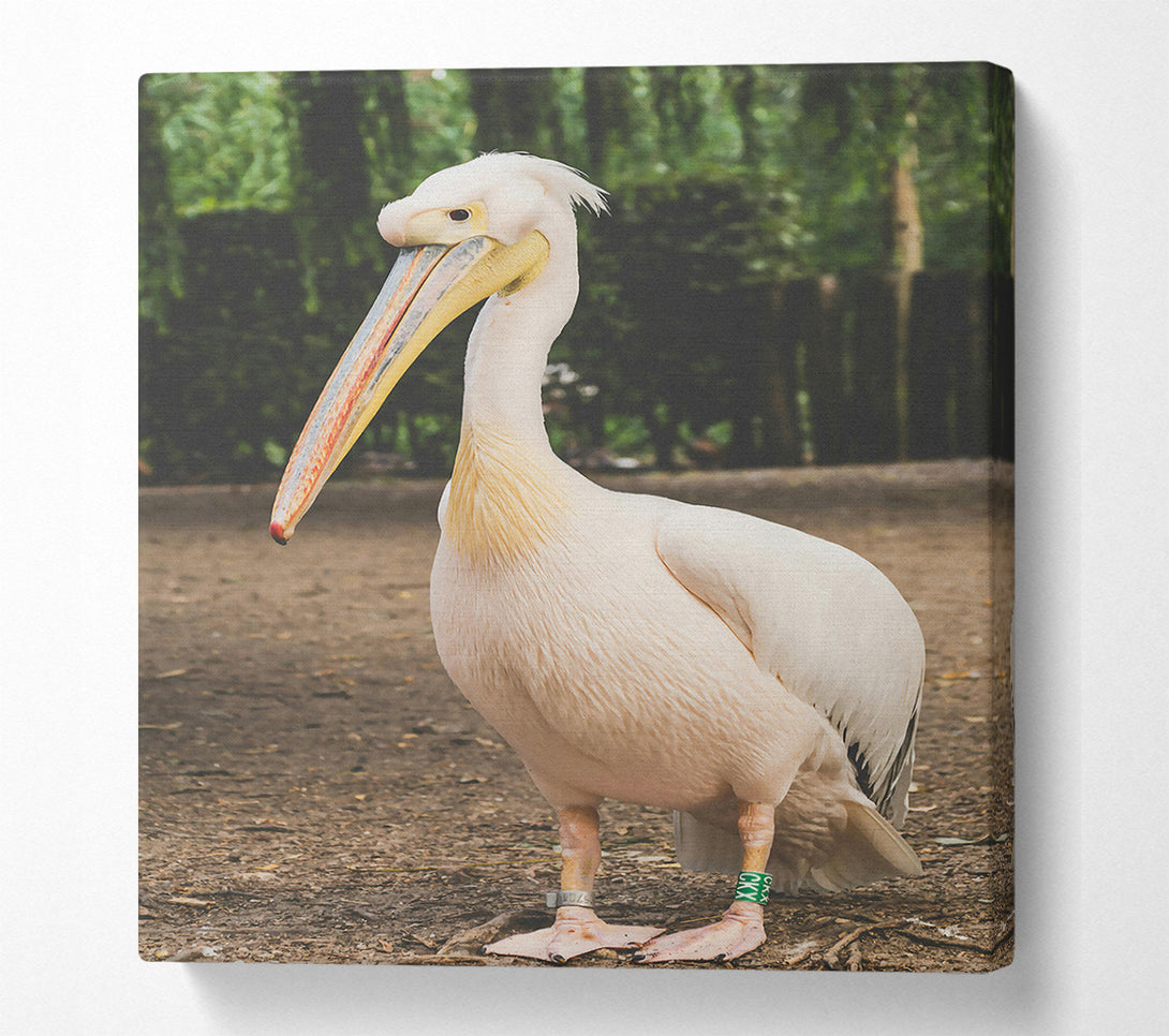  A Canvas Print of White Pelican On Brown Earth Canvas Print