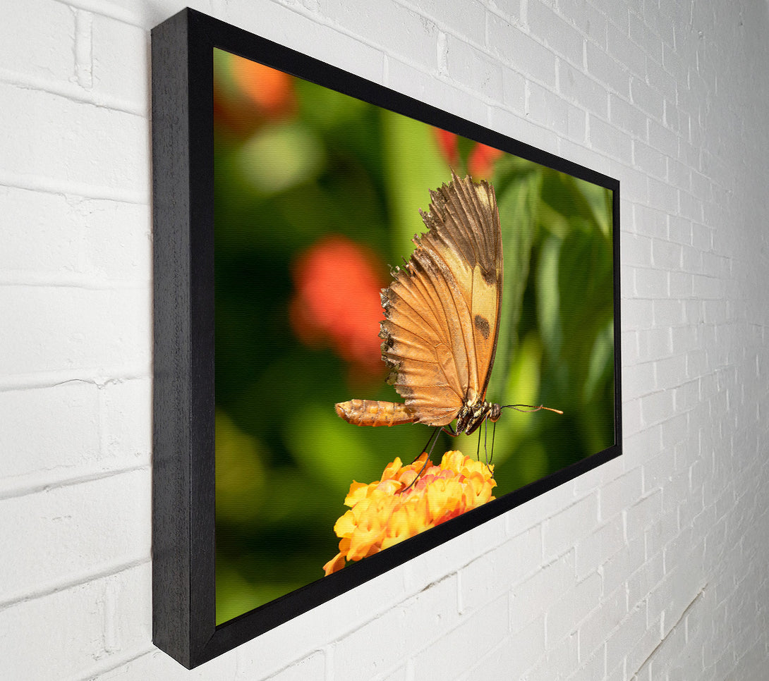  A Canvas Print of Orange Butterfly Resting Canvas Wall Art