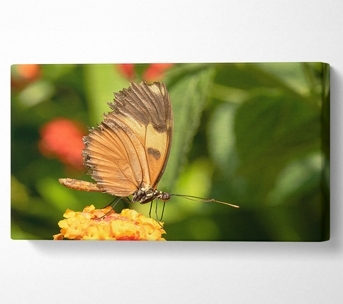  A Canvas Print of Orange Butterfly Resting Canvas Wall Art