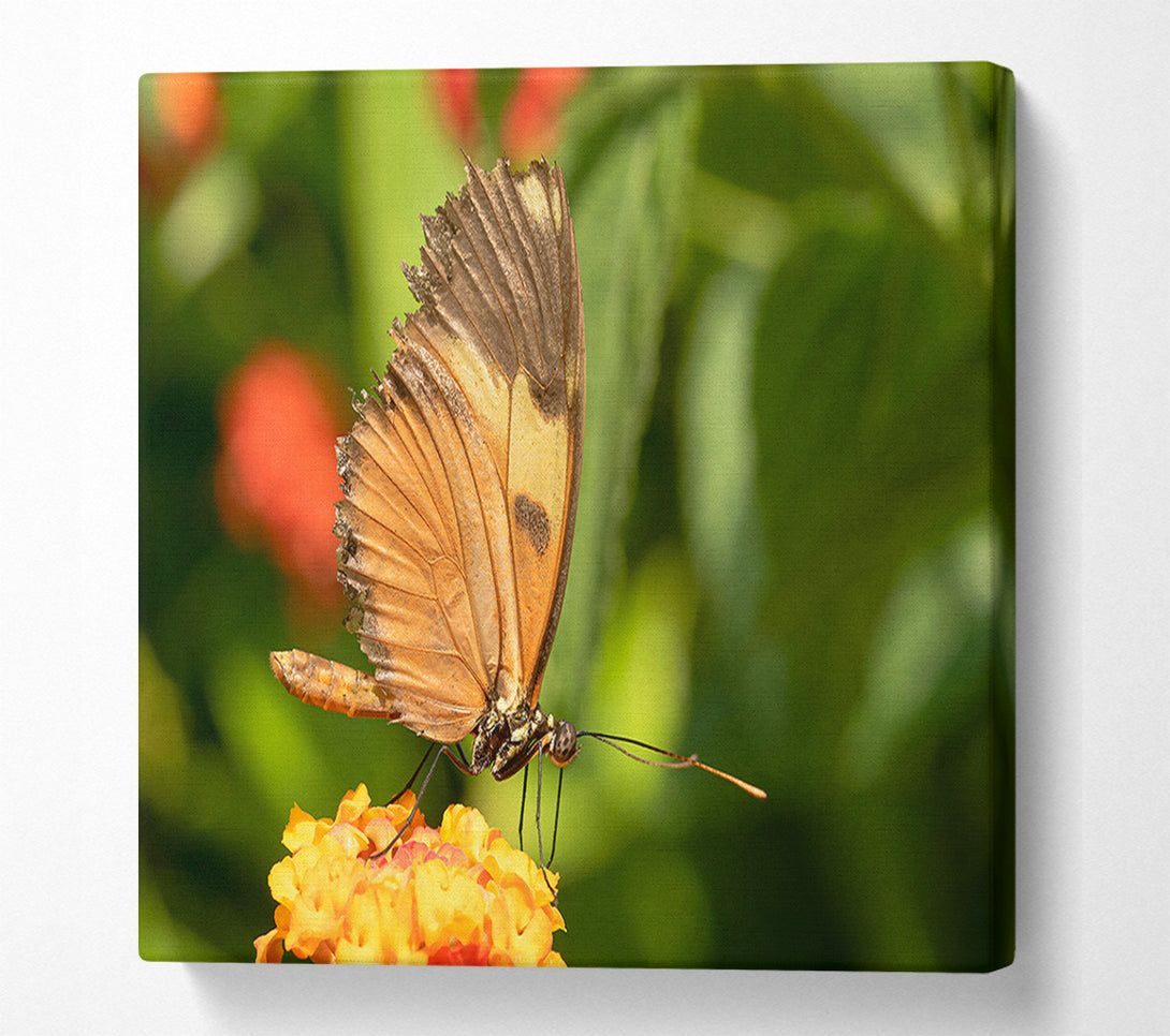  A Canvas Print of Orange Butterfly Resting Canvas Wall Art