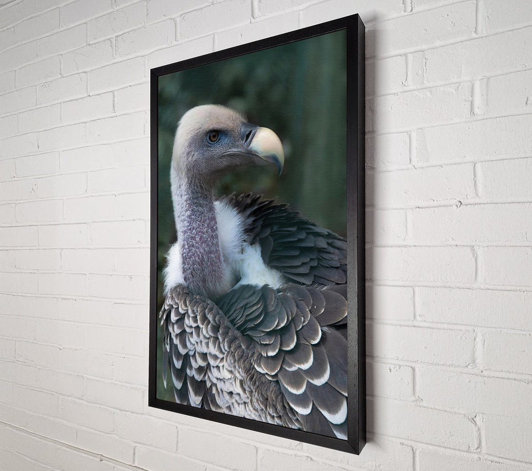  A Canvas Print of Gray Vulture Feathers Canvas Art