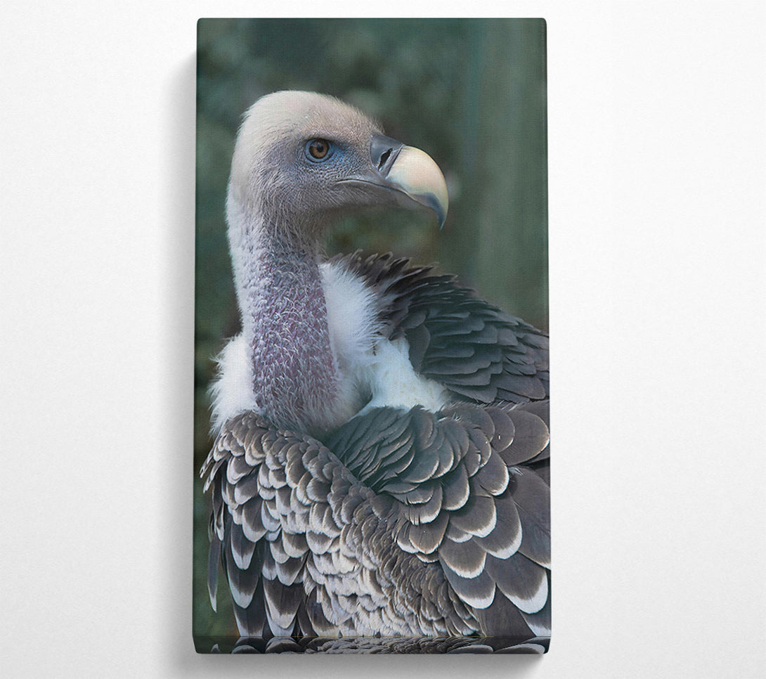  A Canvas Print of Gray Vulture Feathers Canvas Art