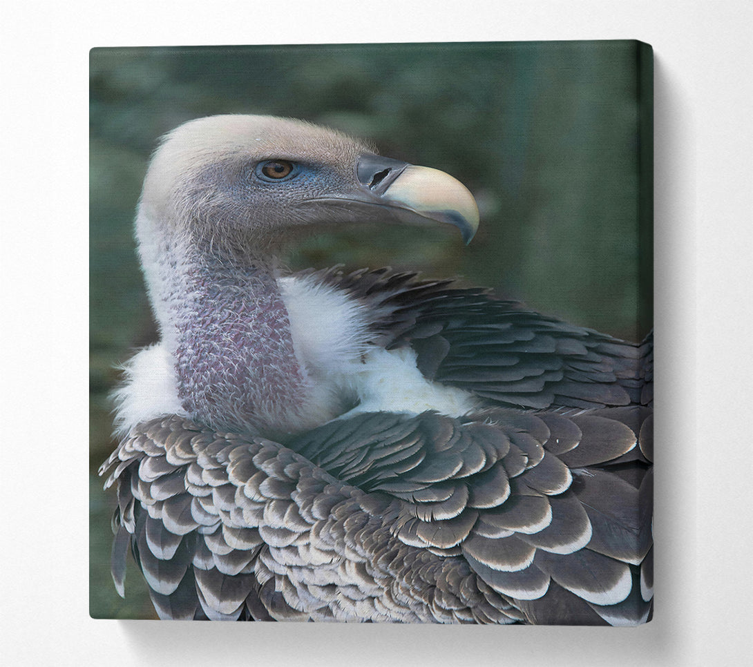  A Canvas Print of Gray Vulture Feathers Canvas Art