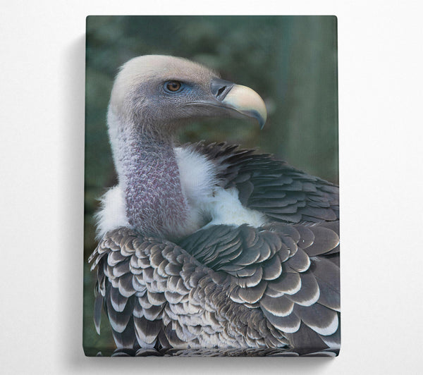  A Canvas Print of Gray Vulture Feathers Canvas Art