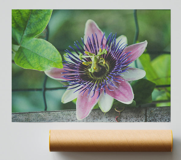 Purple Passion Bloom Giclee Print