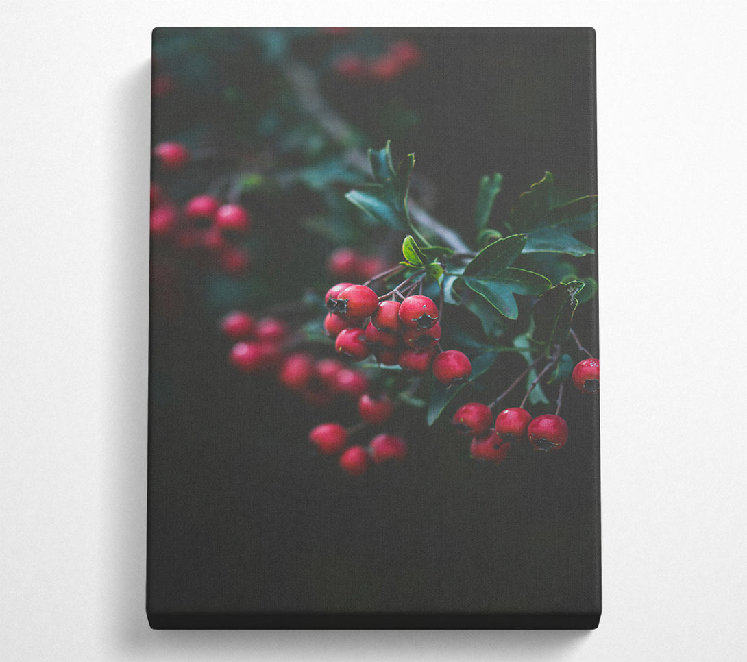  A Canvas Print of Crimson Berries' Bloom Canvas Print