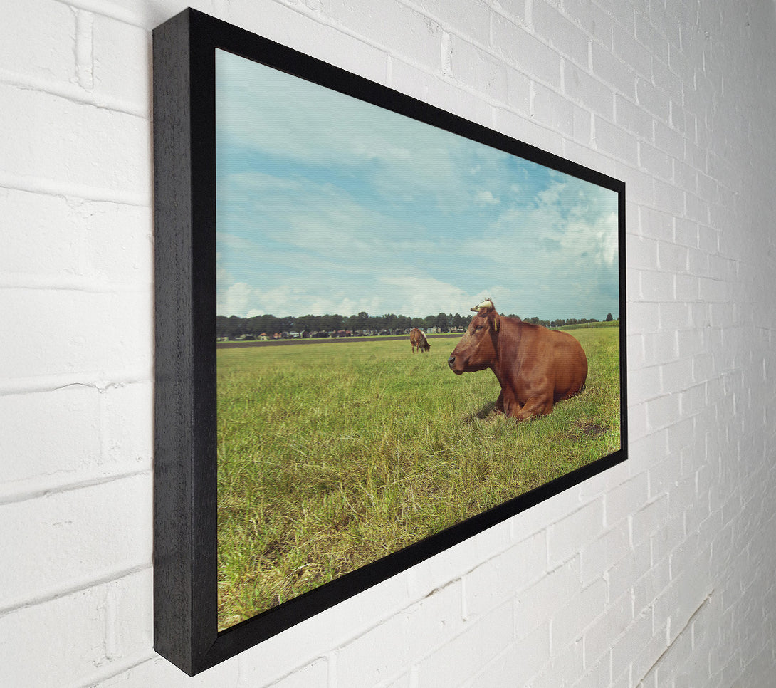  A Canvas Print of Brown Cow Resting Canvas Wall Art