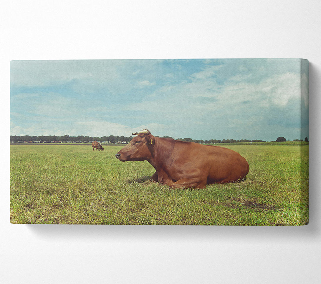 A Canvas Print of Brown Cow Resting Canvas Wall Art