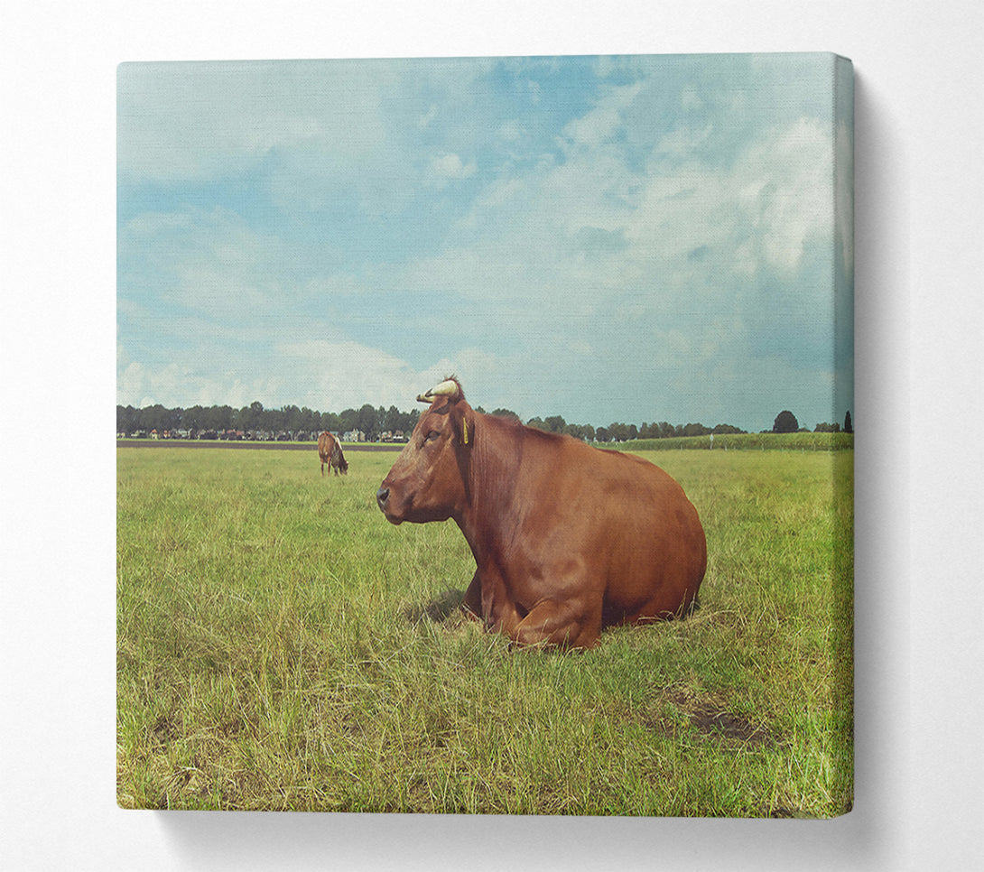  A Canvas Print of Brown Cow Resting Canvas Wall Art