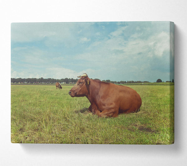  A Canvas Print of Brown Cow Resting Canvas Wall Art