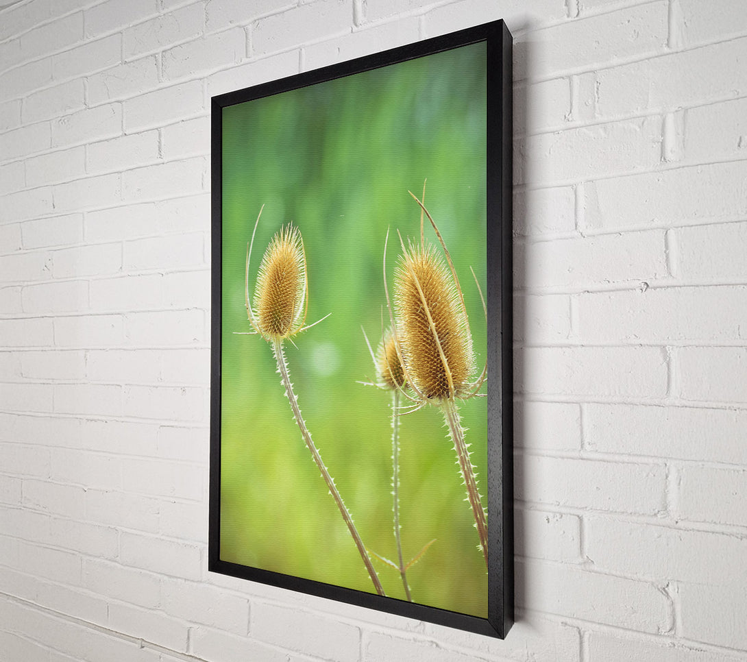  A Canvas Print of Golden Spiky Blooms Canvas Art