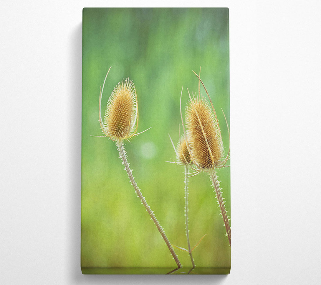  A Canvas Print of Golden Spiky Blooms Canvas Art