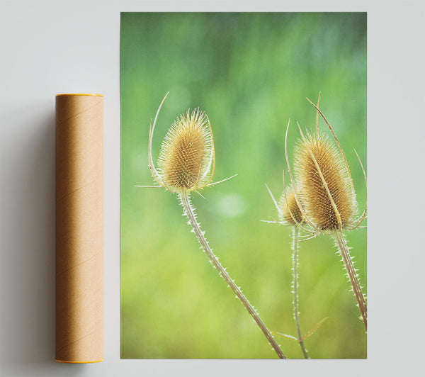 Golden Spiky Blooms Print
