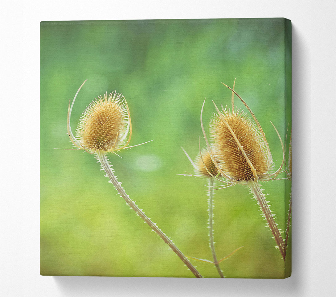  A Canvas Print of Golden Spiky Blooms Canvas Art