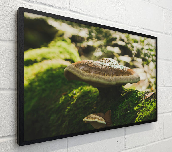 Brown Mushroom Canopy