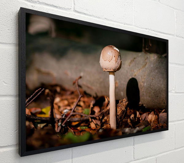 Tan Mushroom Solitude