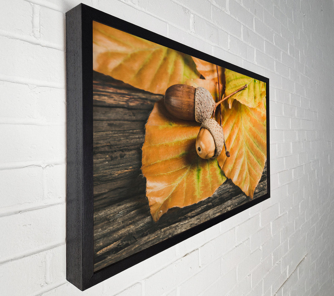  A Canvas Print of Golden Acorn Trio Canvas Print