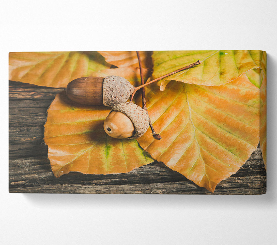  A Canvas Print of Golden Acorn Trio Canvas Print