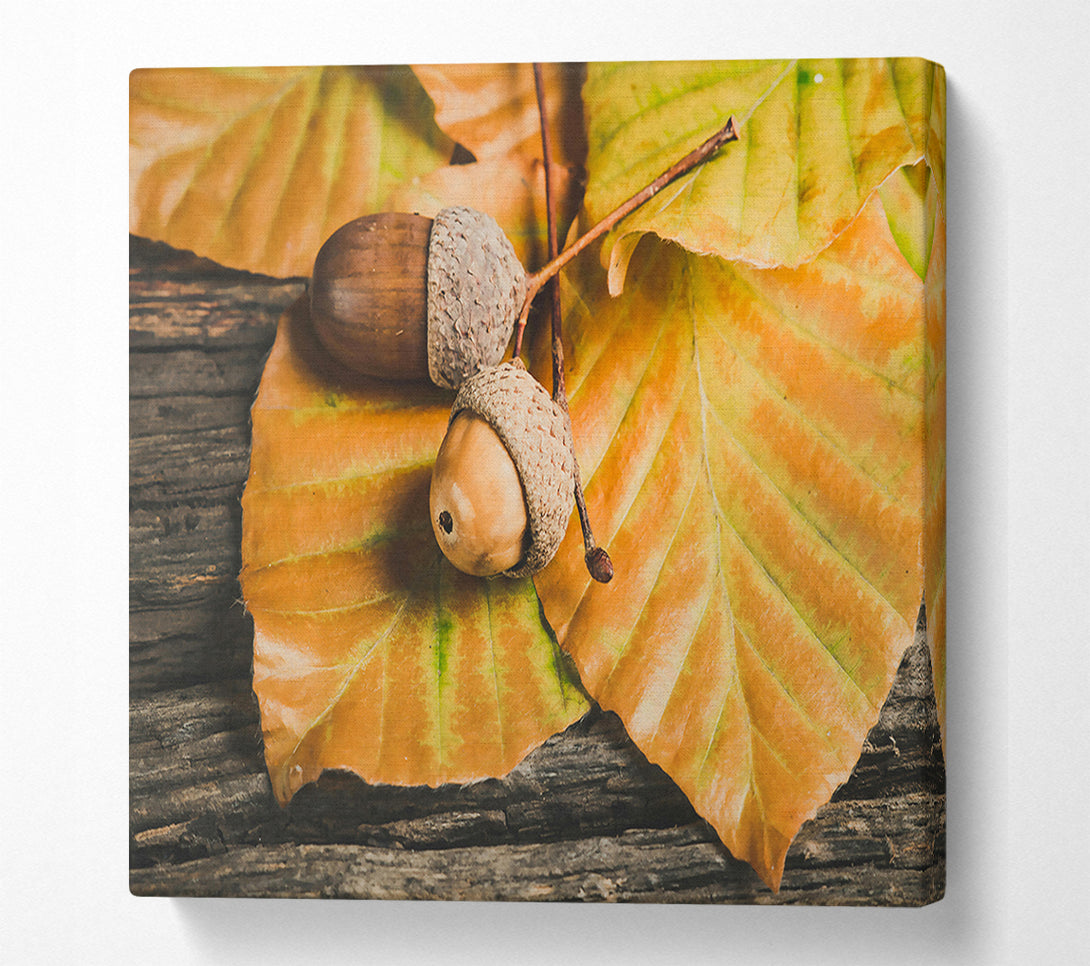  A Canvas Print of Golden Acorn Trio Canvas Print