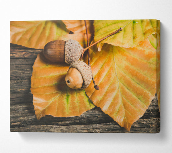  A Canvas Print of Golden Acorn Trio Canvas Print