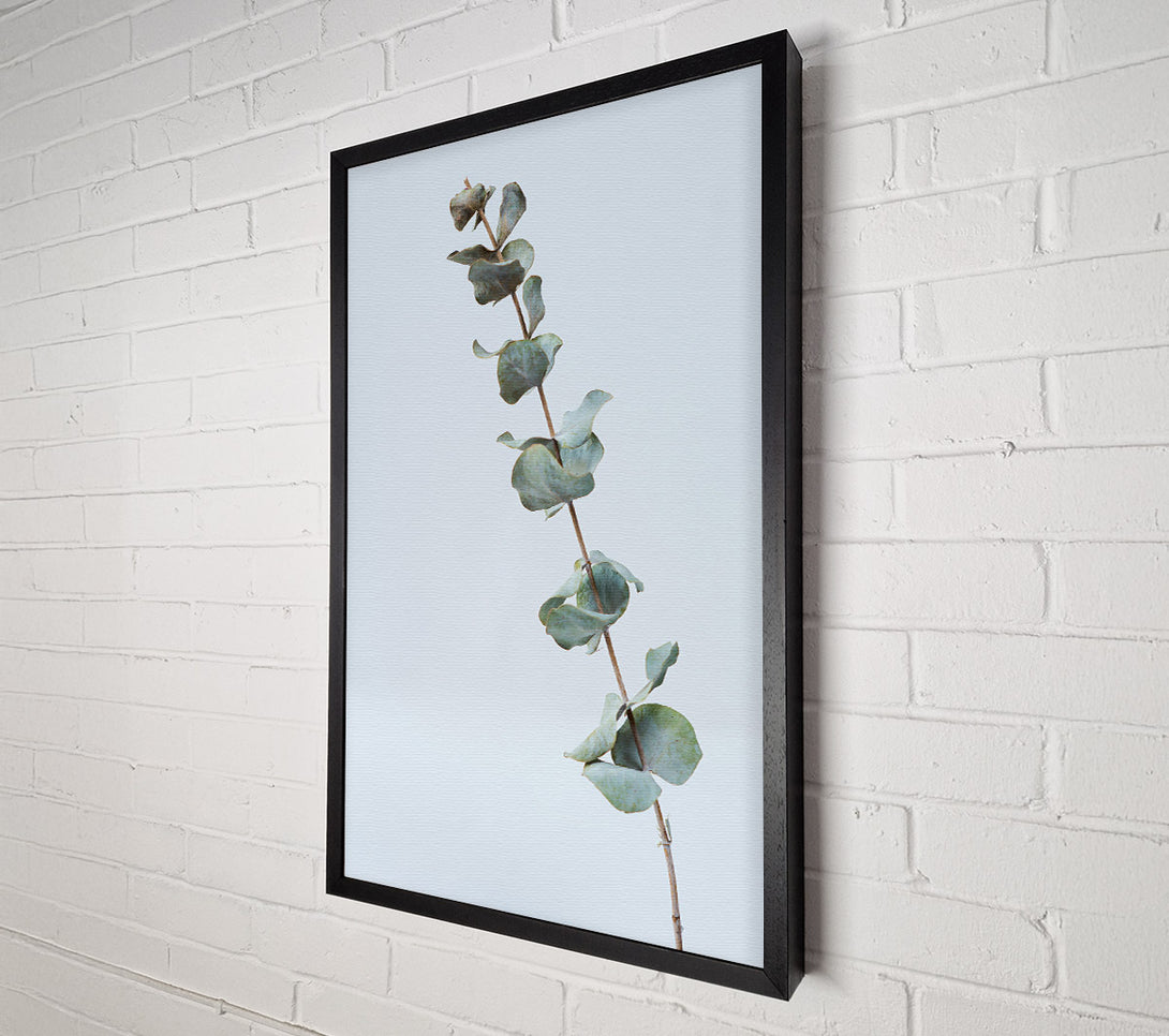  A Canvas Print of Silver Eucalyptus Branch Canvas Art