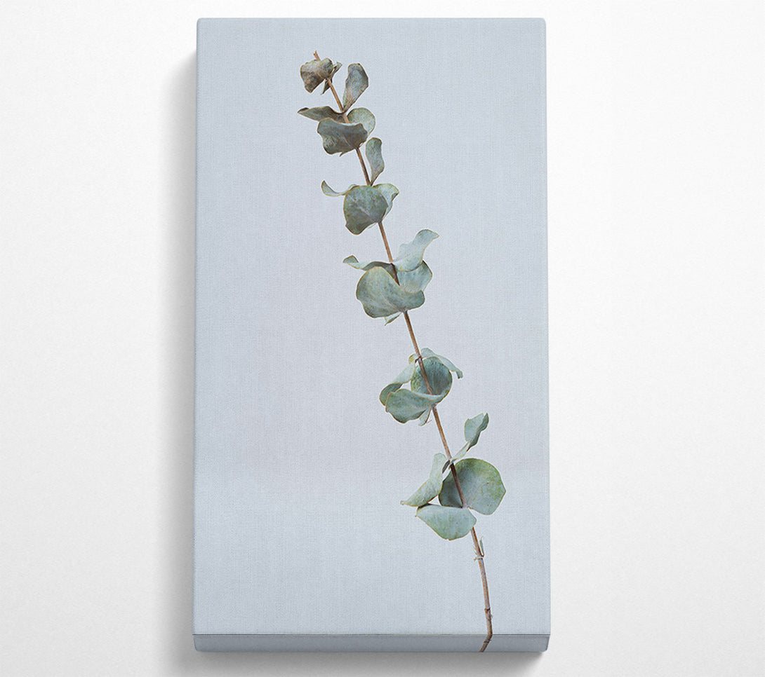  A Canvas Print of Silver Eucalyptus Branch Canvas Art