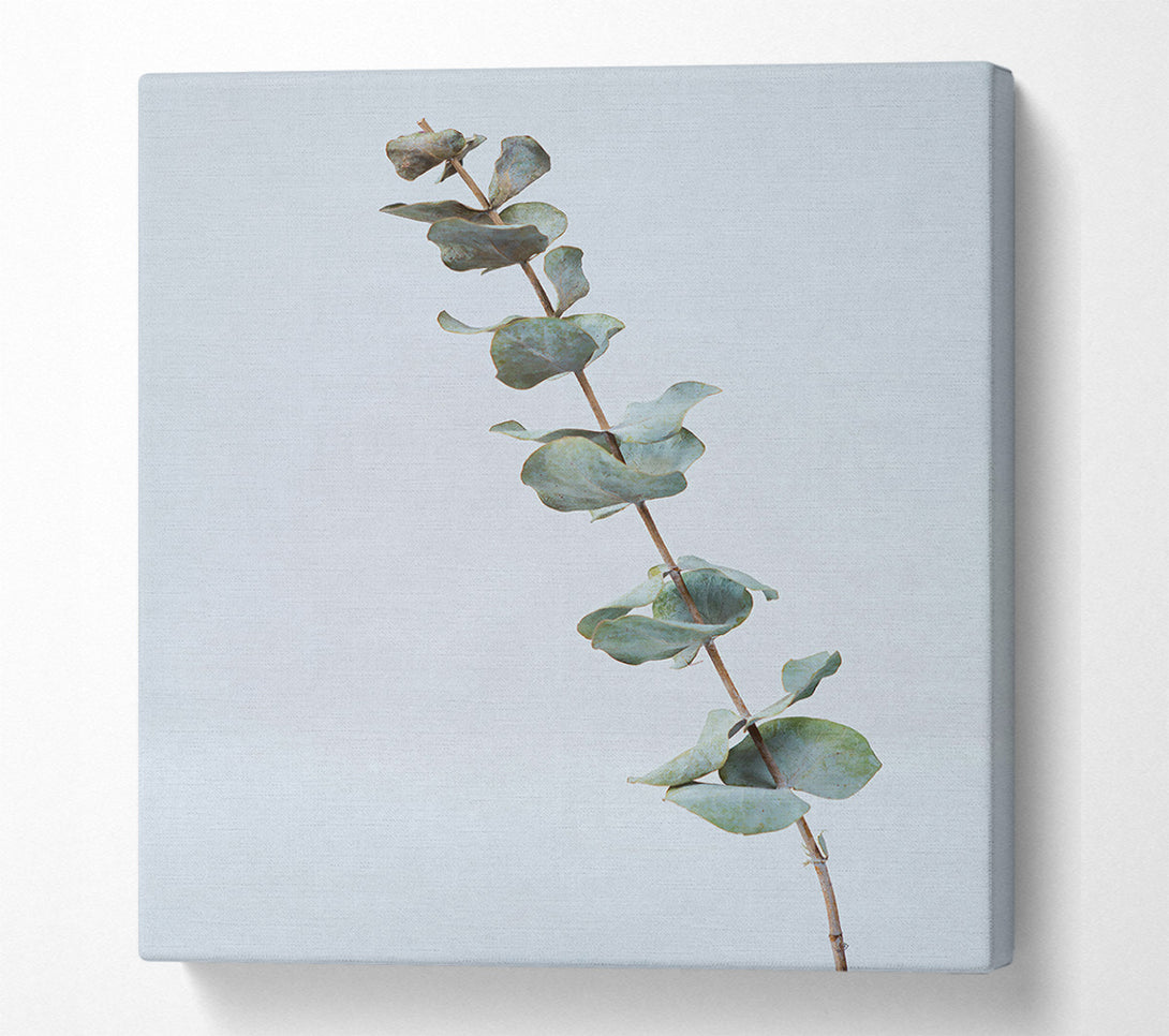  A Canvas Print of Silver Eucalyptus Branch Canvas Art