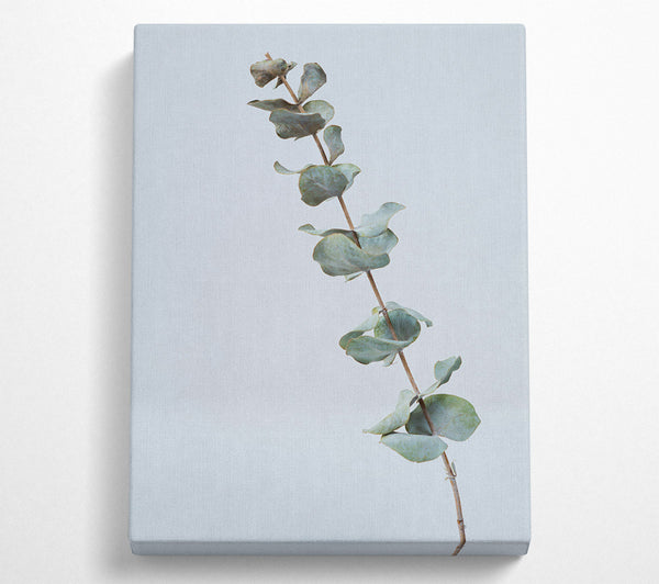  A Canvas Print of Silver Eucalyptus Branch Canvas Art
