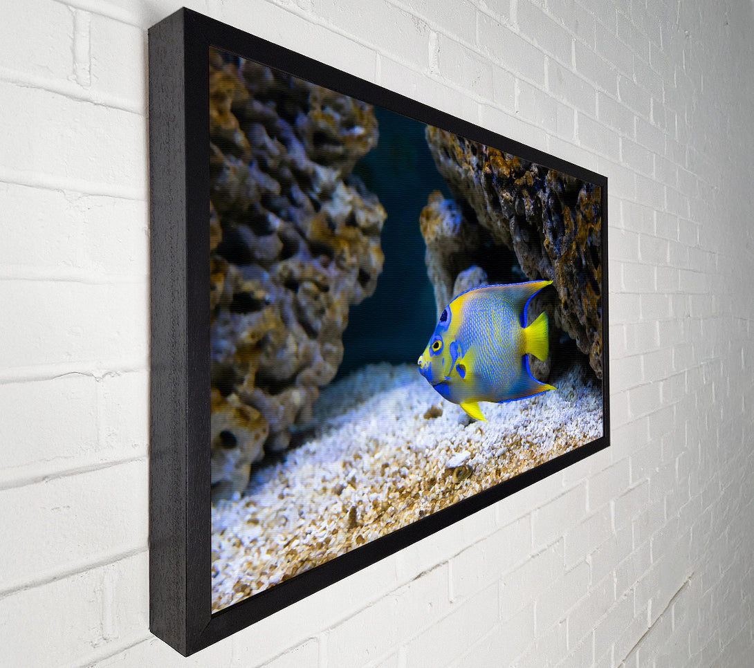  A Canvas Print of Blue Reef Fish Canvas Wall Art