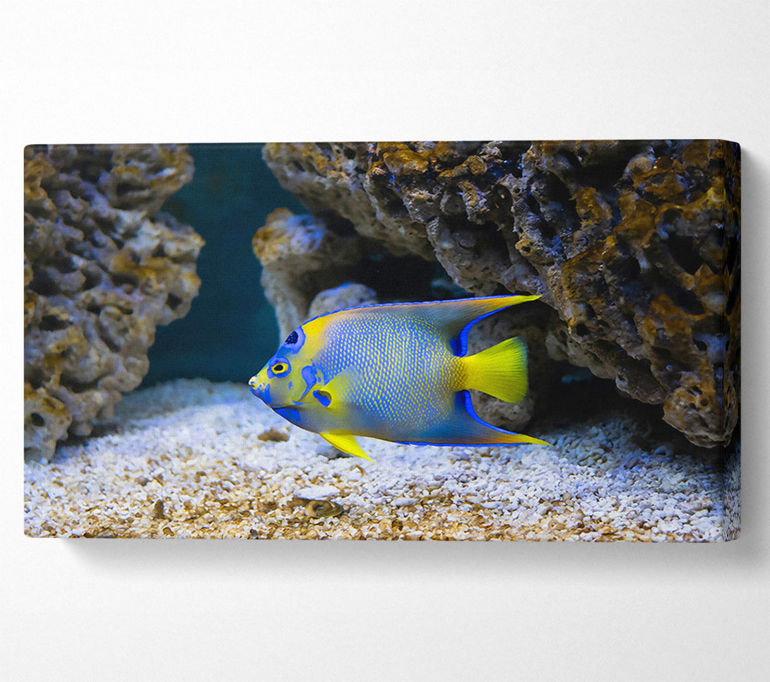  A Canvas Print of Blue Reef Fish Canvas Wall Art