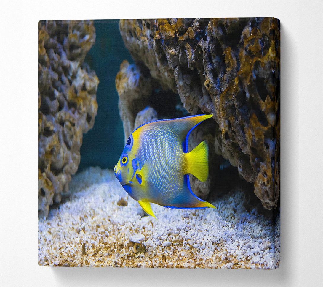  A Canvas Print of Blue Reef Fish Canvas Wall Art