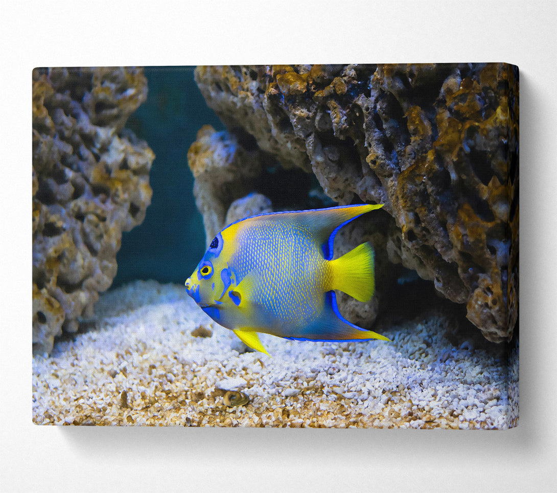  A Canvas Print of Blue Reef Fish Canvas Wall Art