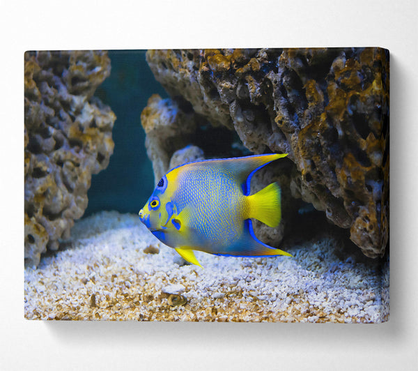  A Canvas Print of Blue Reef Fish Canvas Wall Art